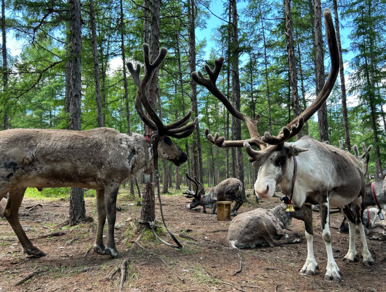 Aoluguya Reindeer Tribe